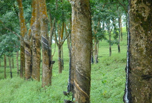 聚乙烯蜡厂家分享中国橡胶行业需坚持走出去战略 聚乙烯蜡厂家分享中国橡胶行业需坚持走出去战略